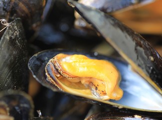 moules