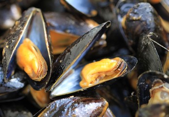 moules