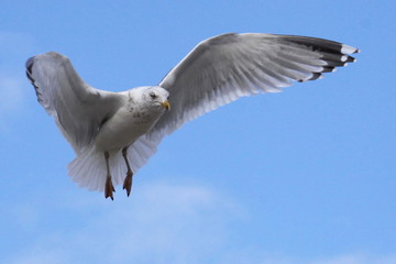 Möwe-16276b3