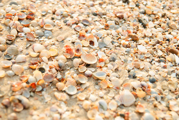 Seashells