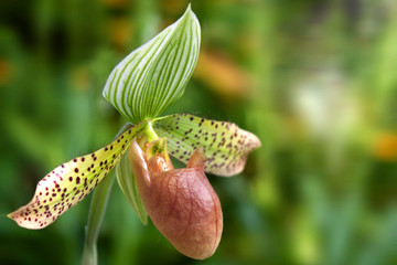 Frauenschuh - Paph. usitanum