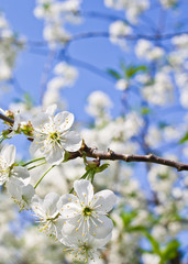 white flowers cherry