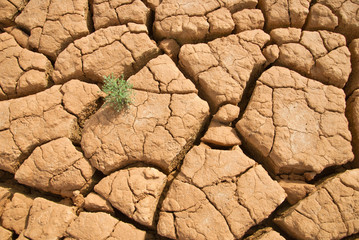 Green plant in cracked and dried mud.