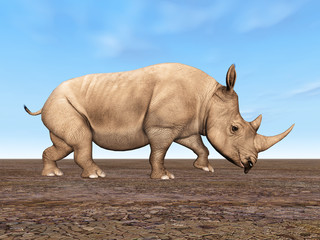 Obraz premium Nashorn