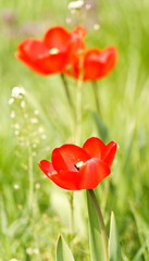 Red tulips