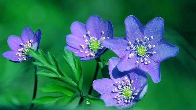 Hepatica spring flower macro