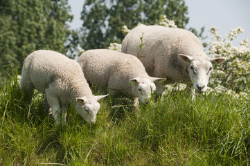 Obraz premium sheep