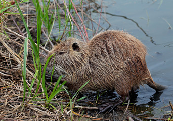 nutria