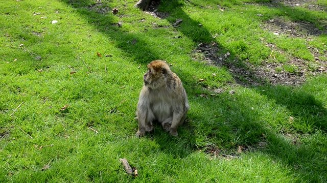 Berberaffe