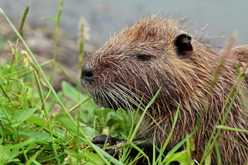 Nutria