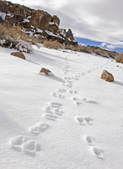 Animal tracks in Snow