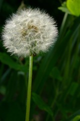 Fototapeta premium pissenlit