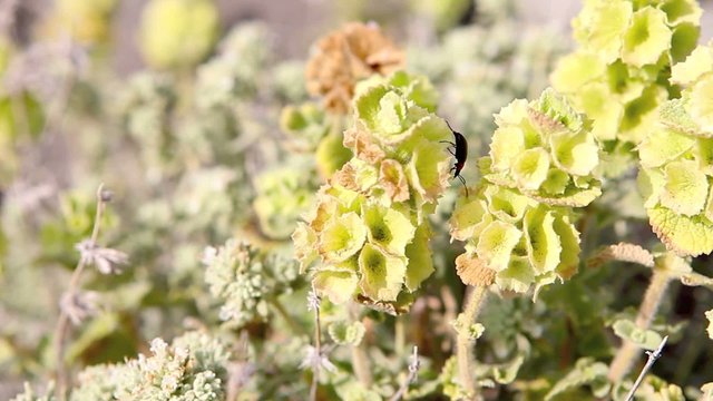 Insecto entre las plantas
