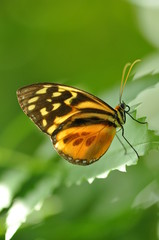 Fototapeta na wymiar Schmetterling im Licht