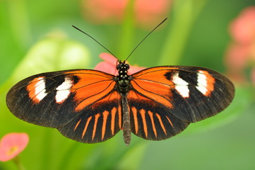 Fototapeta na wymiar motyl w czerwieni
