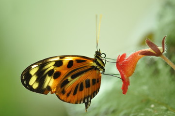 Fototapeta na wymiar Schmetterling an einer Blüte