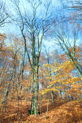 Fototapeta premium autumn mountain forest
