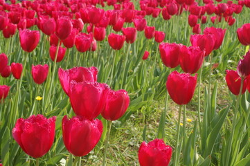 Fototapeta na wymiar Champ de tulipes