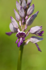Fototapeta na wymiar Wild Orchid