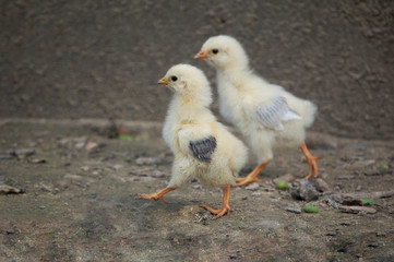 Chickens