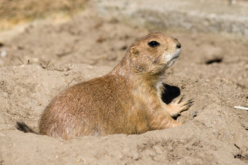Prairie dog is looking out from his hole