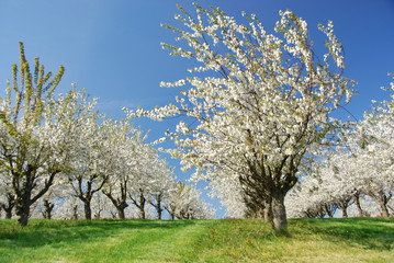 Fototapeta premium Kirschblüte 131