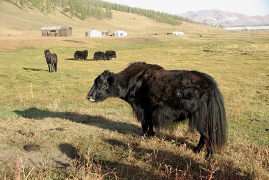Yak, Mongolie