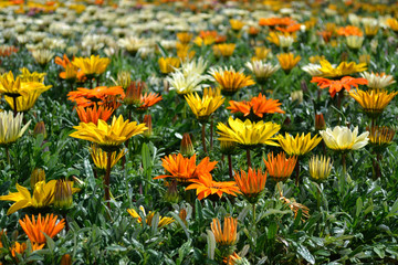 Margherite Genova Euroflora 2011