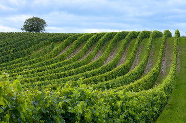 Rows of grapes