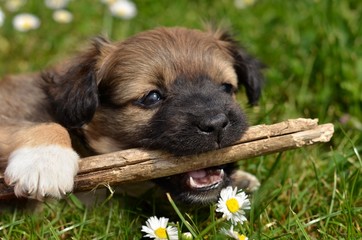 puppy