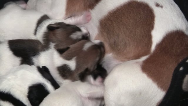 Jack Russel Welpen