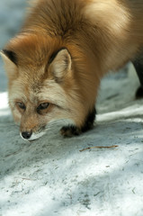 Obraz premium Red Fox