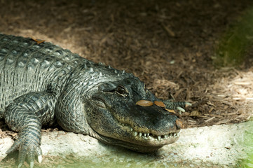 crocodile