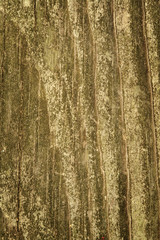 Obraz premium old wood texture