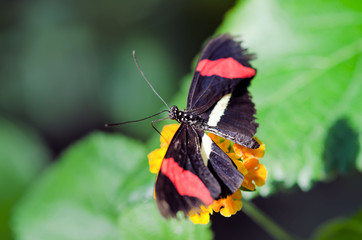 papillon