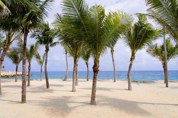 Naklejka na ściany i meble Palm trees on tropical beach