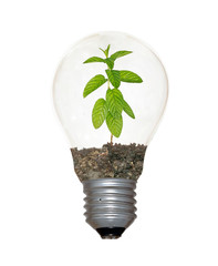 Incandescent light bulb with mint as the filament