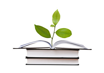 citrus sapling growing from book