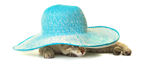 cat in blue straw hat.