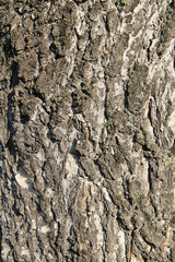 Природная текстура