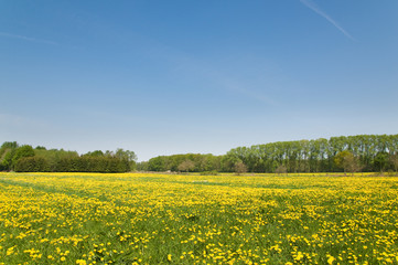 Weideland mit blühendem Löwenzahn