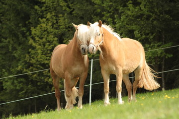 Haflinger