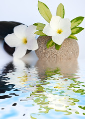 Fototapeta na wymiar fleurs blanches de frangipanier, feuille de schefflera , galets