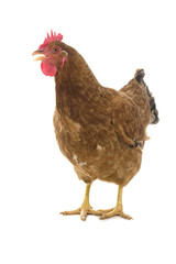 poule sur fond blanc