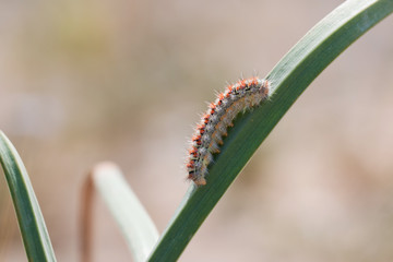 Caterpillar