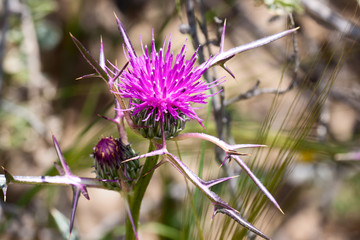 Fototapeta premium Thistle