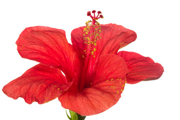 red hibiscus isolated on the white background © irabel8