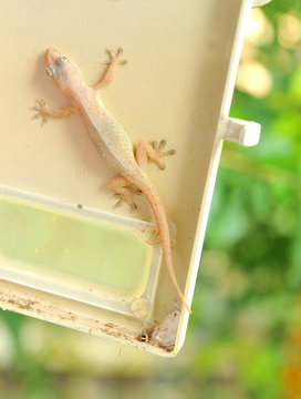 salamander