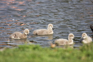 Young black swan, cygnets anatidae