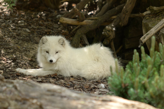 junger schneefuchs 2